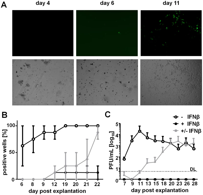 IFNβ represses MCMV reactivation from <i>in vivo</i> infected LSECs.