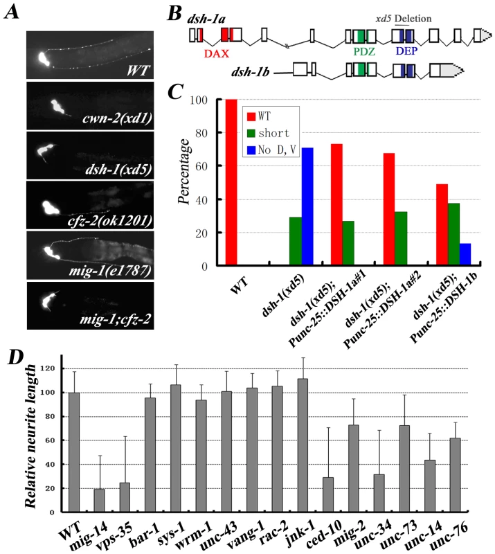 DSH-1 and a conserved Wnt pathway regulate RMED/V neurite outgrowth.