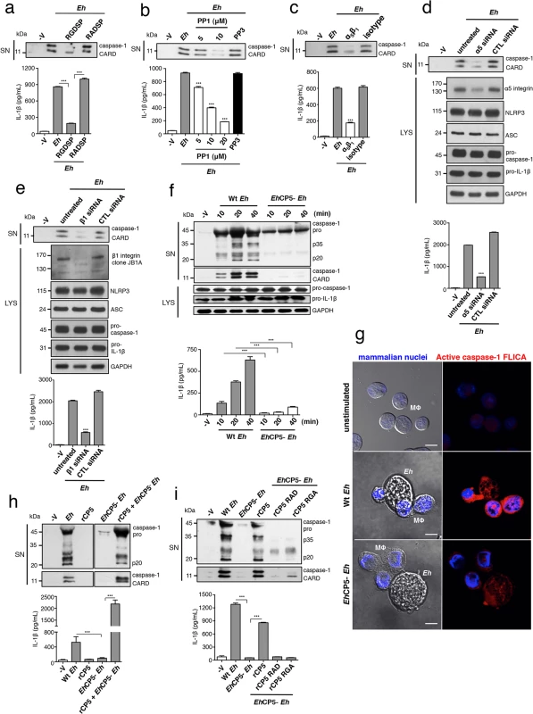 α<sub>5</sub>β<sub>1</sub> integrin activation and <i>Eh</i>CP5 are required for <i>E</i>. <i>histolytica</i> (<i>Eh</i>) to activate the NLRP3 inflammasome.