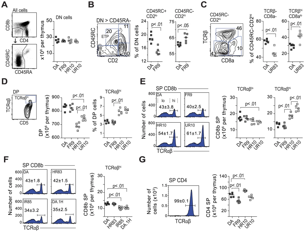 Class-I modification reduces negative selection of CD8 cells.