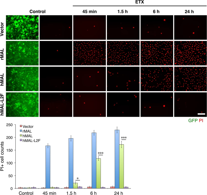 The second extracellular loop in MAL is critical to MAL-mediated ETX-cytoxicity.