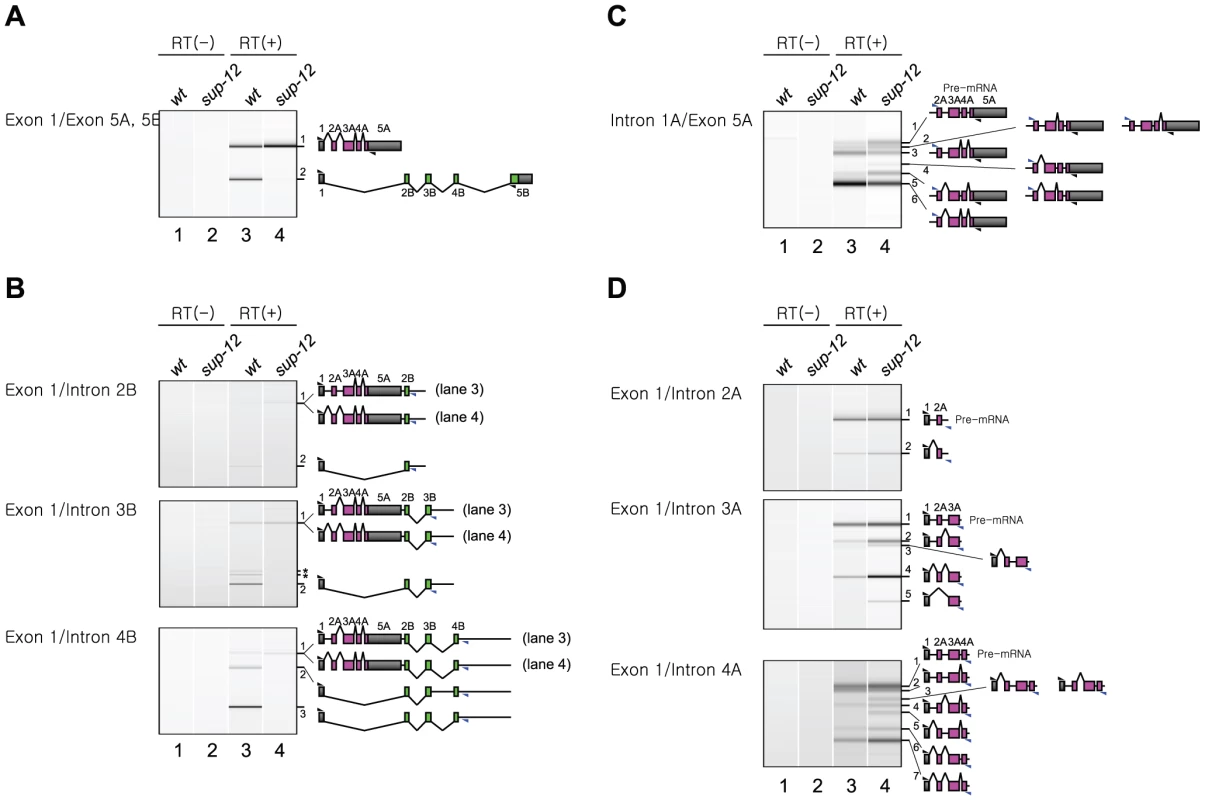 SUP-12 represses excision of intron 1A from the endogenous <i>unc-60</i> transcript.