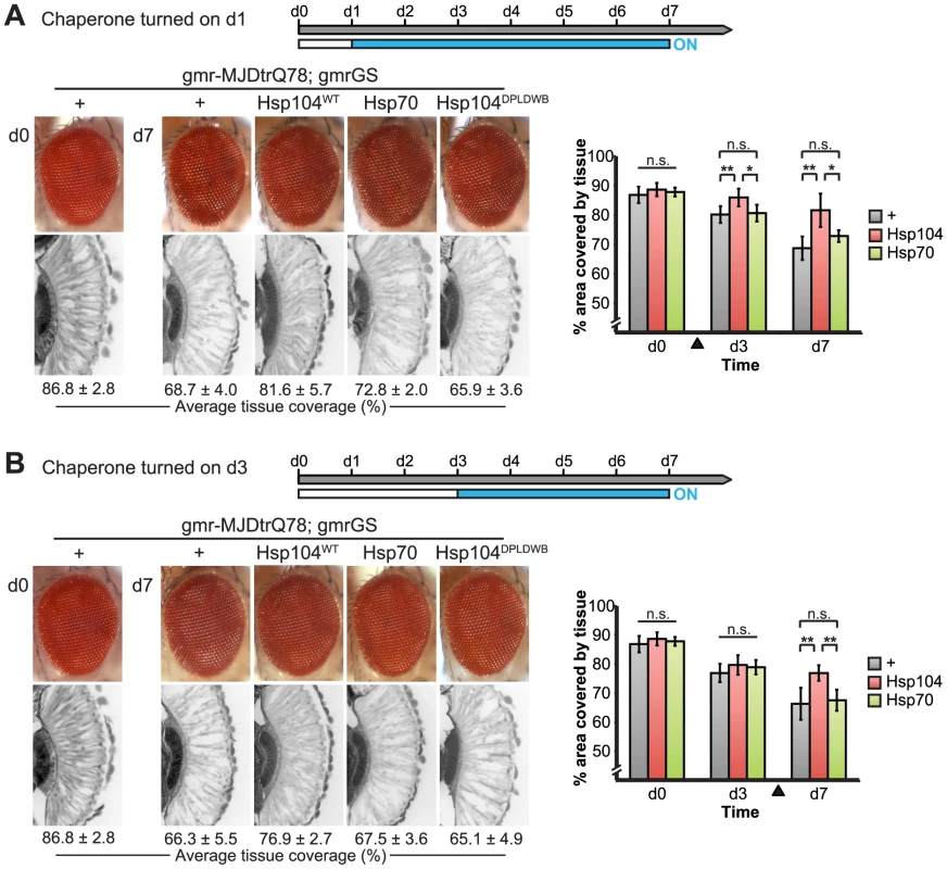Progressive MJDtrQ78 pathogenicity can be suppressed by expression of Hsp104 after onset of degeneration.