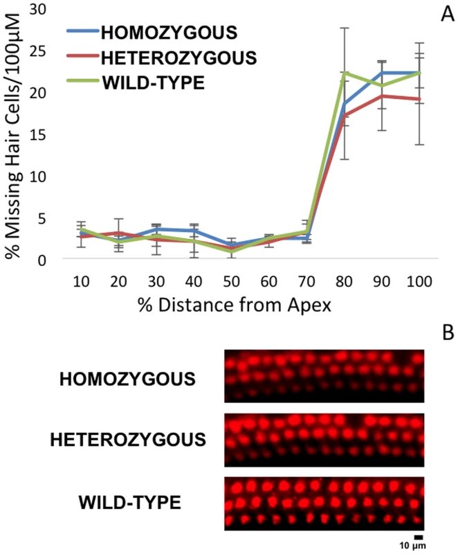 Cytocochleogram of wild-type and mutant <i>Nox3</i> mice (8A).