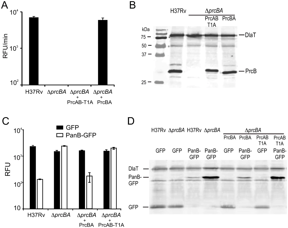 Characterization of the active site mutant proteasome.