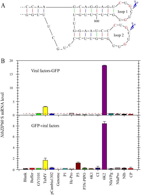 TuMV 6K2 is an inducer of <i>bZIP60</i> splicing.