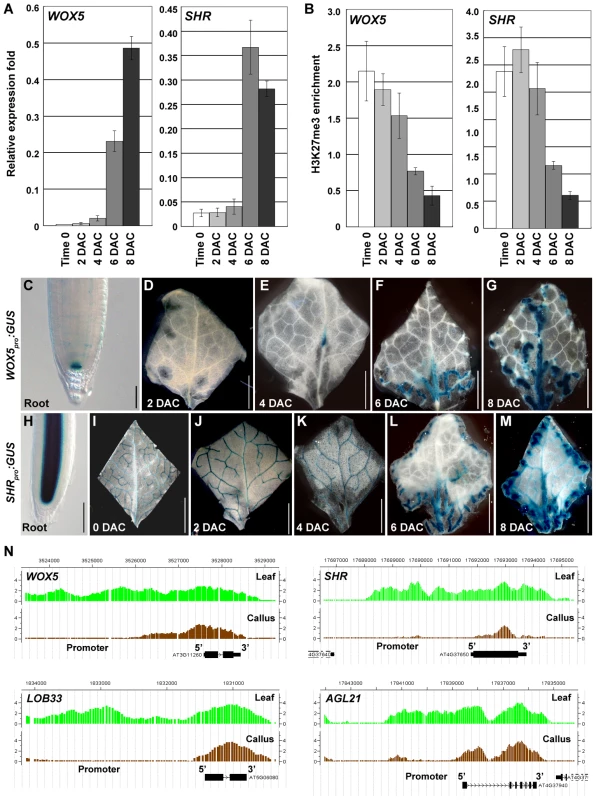 H3K27me3 hypomethylations occur at several root-regulatory genes.