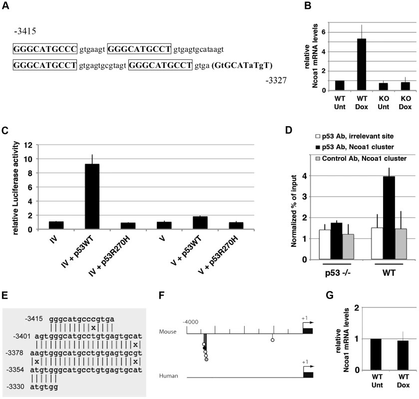 Transactivation of murine <i>Ncoa1</i> by p53 relies on a cluster of p53 half-sites.