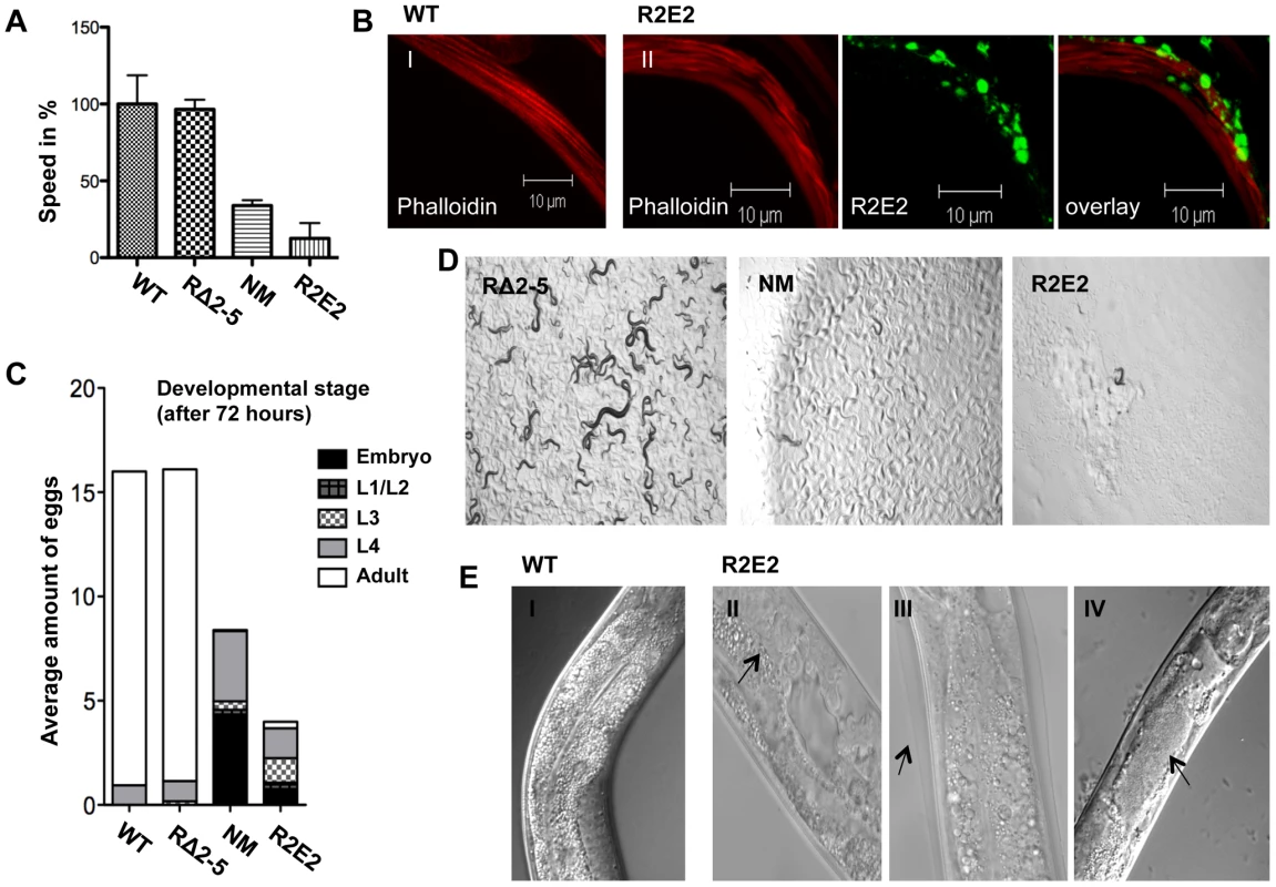 NMm::YFP and R2E2m::YFP aggregates are highly toxic.