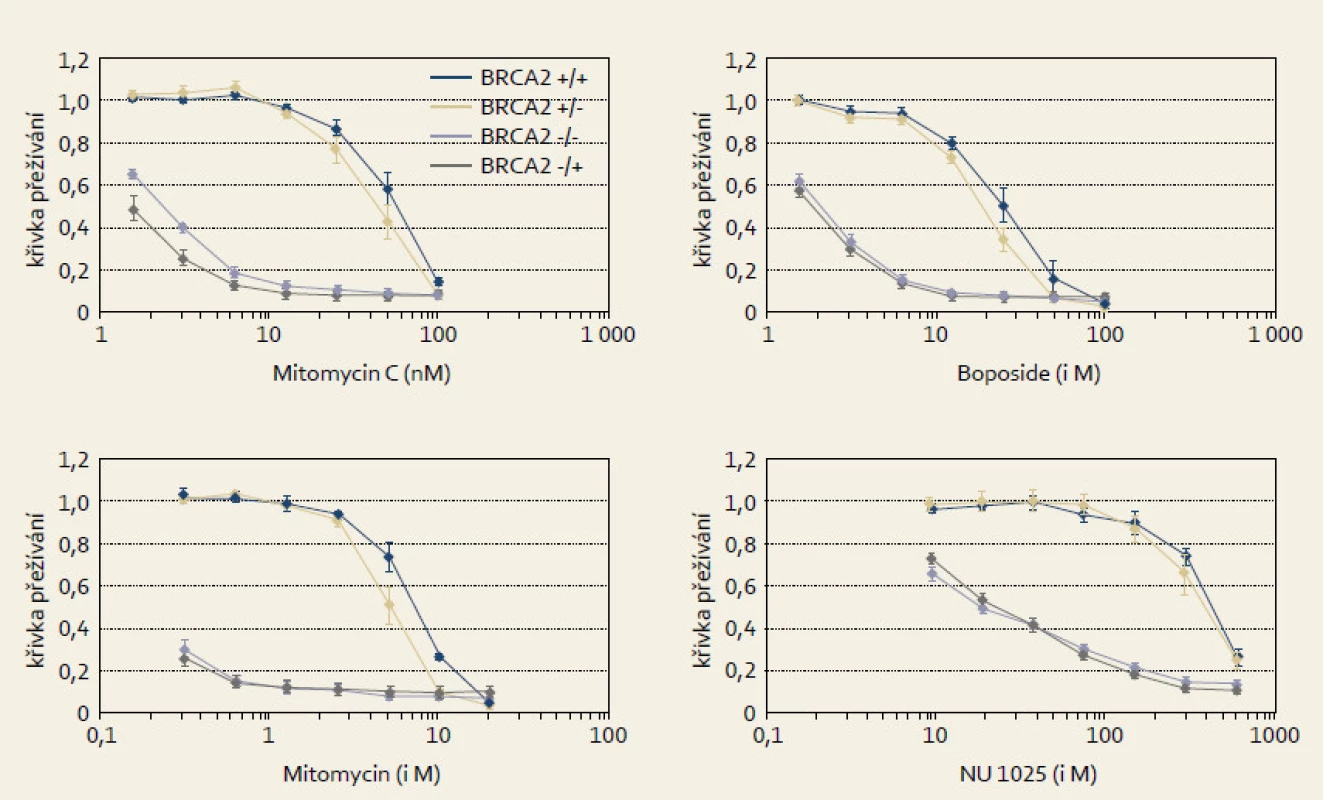 Selektivní citlivost experimentálních nádorových BRCA2 deficitních buněk k látkám poškozujícím DNA jako mitomycinu C, melfalanu, etopozidu či k PARP inhibitorům (NU 1025). Modifikováno dle Hucl et al [11]. 
Fig. 5. Selective sensitivity of experimental BRCA2 deficient cancer cells to DNA damaging agents such as mitomycin C, melphalan, etoposide or PARP inhibitors (NU 1025). Modified from Hucl et al [11].