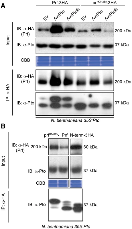 Phosphorylation of Pto upon activation of signalling.