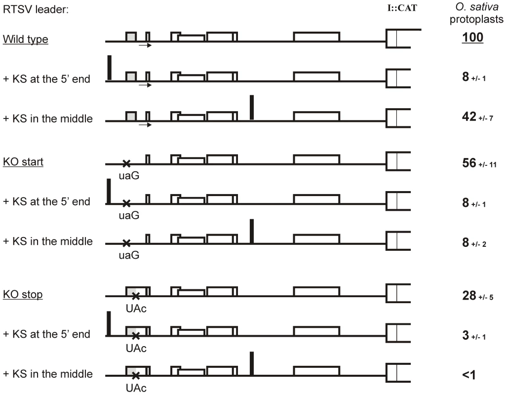 Translation downstream of the RTSV leader is initiated by shunting but not internal initiation.