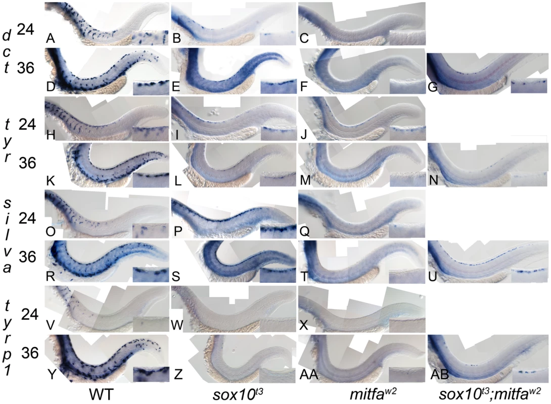 Residual melanocyte marker expression in <i>sox10</i>, <i>mitfa</i>, and <i>sox10;mitfa</i> mutants.