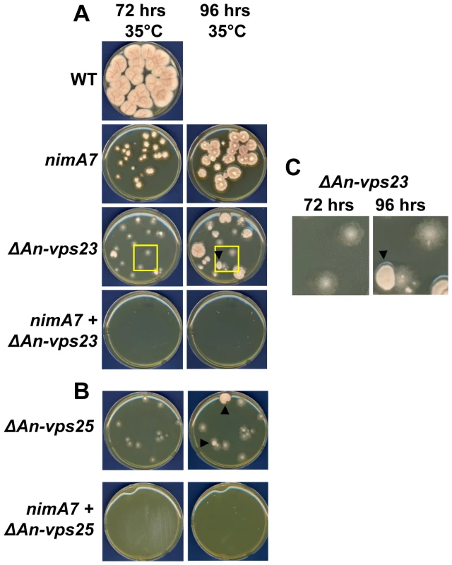 <i>An-vps23</i> and <i>An-vps25</i> are essential when <i>nimA</i> is partially inhibited.