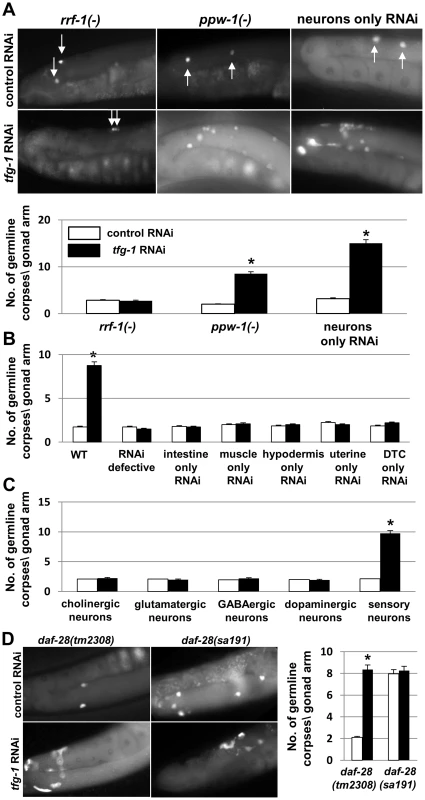 ER stress specifically in sensory neurons is sufficient to induce germline apoptosis.
