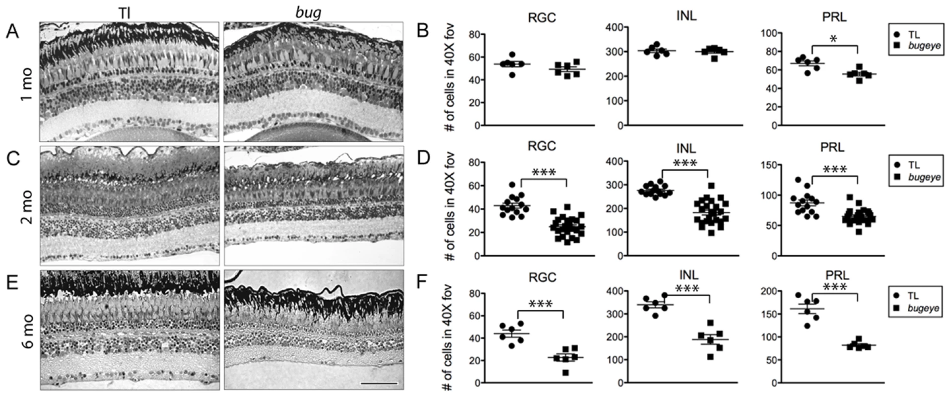 Retinal cell density.