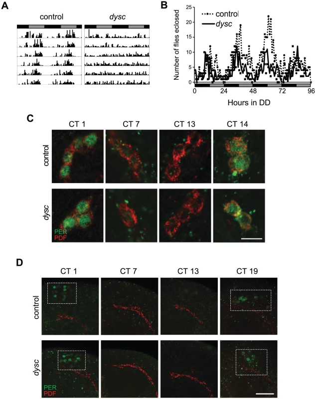 The <i>dysc</i> mutation defines a novel circadian output gene.
