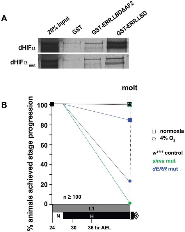 dERR binds to dHIFa and is essential for hypoxic survival.