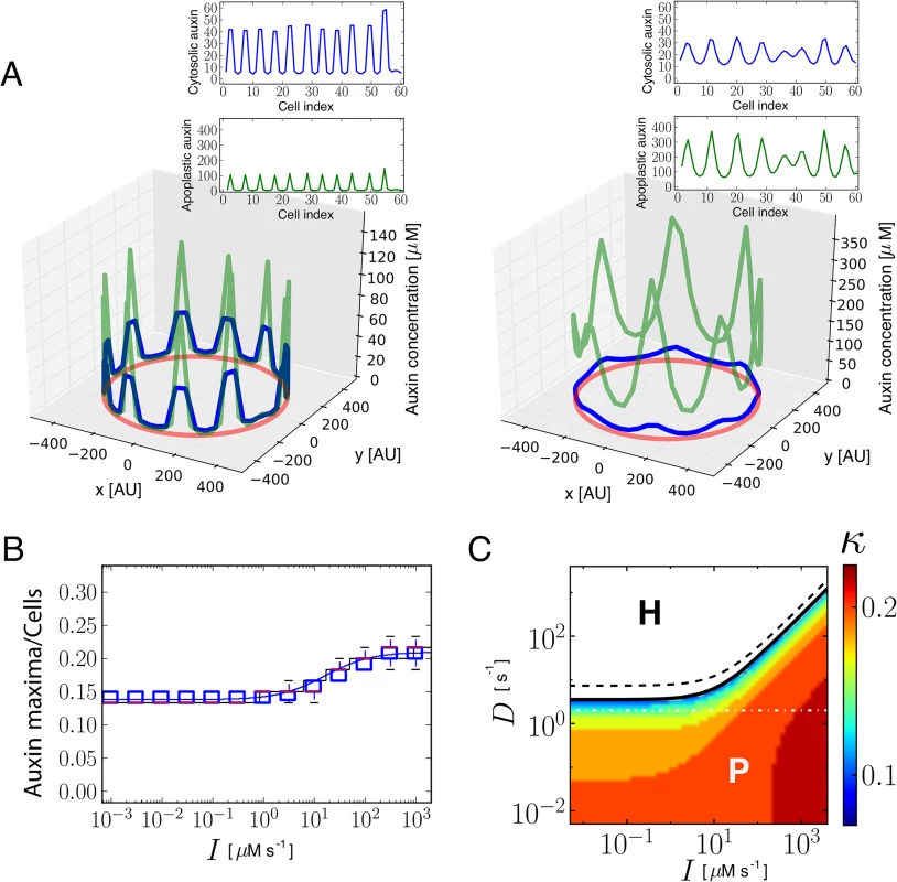 Theoretical and simulation results predict that auxin influx carriers facilitate periodic patterning and promote auxin maxima.