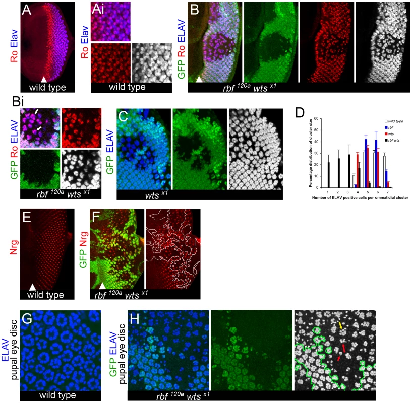Dedifferentiation of <i>rbf wts</i> double mutant cells.