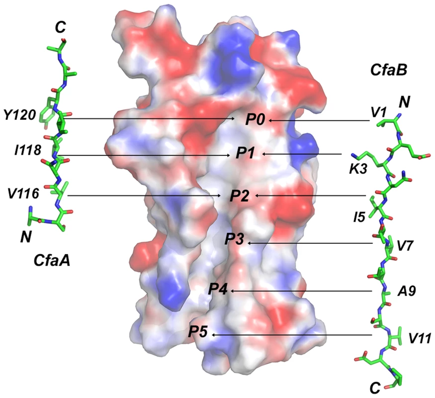 Comparison of donor-strand complementation by CfaB with that proposed by CfaA.