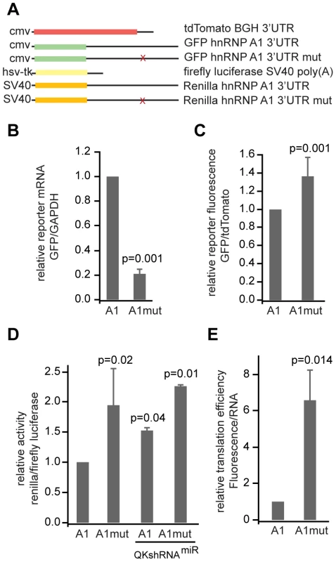 QK controls reporter expression through the QSBE in the <i>Hnrnpa1</i> 3′ UTR.