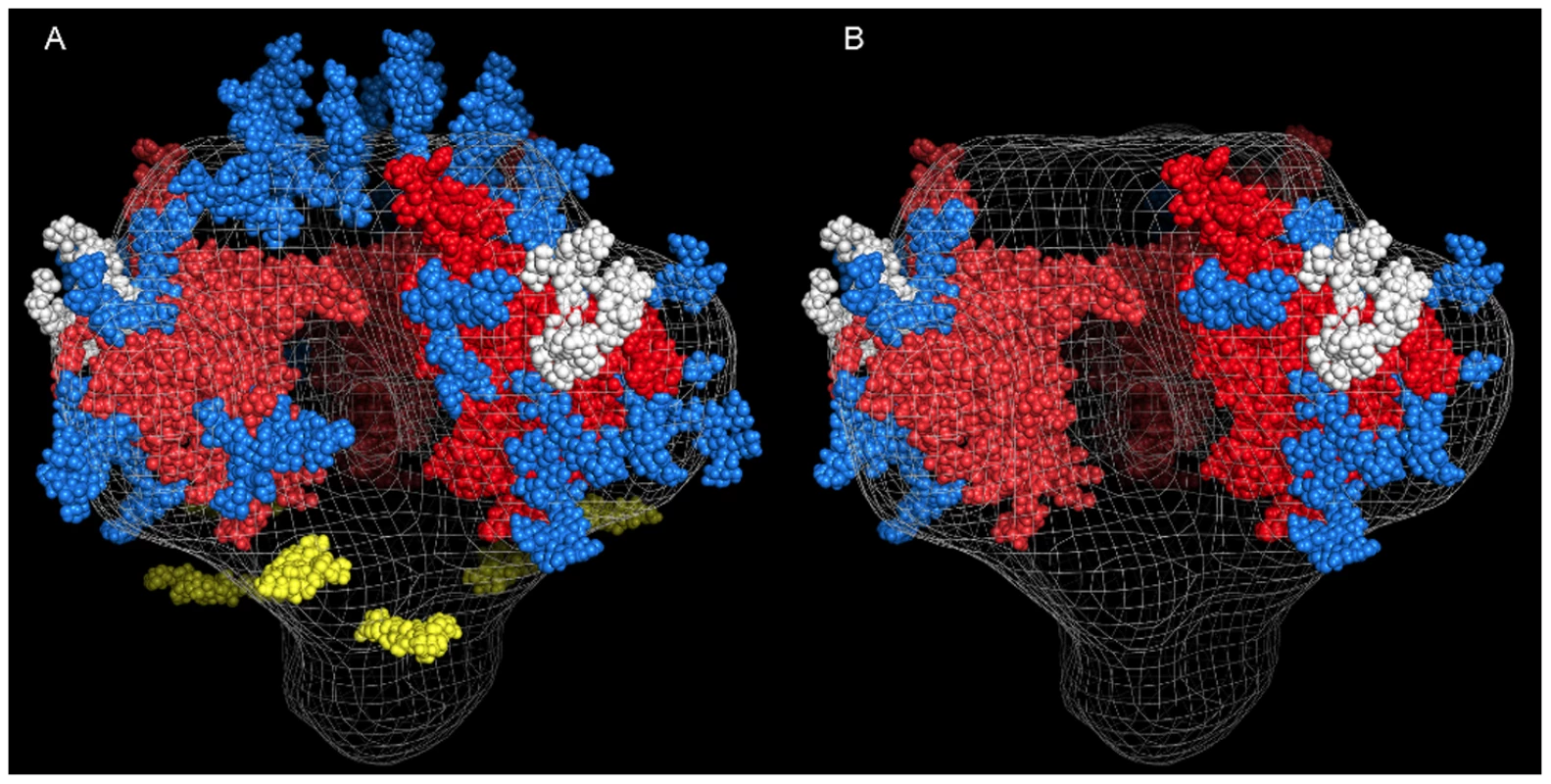 Model of glycosylation patterns of recombinant WT JRFL gp140 and partially deglycosylated gp140 under non-denaturing conditions.