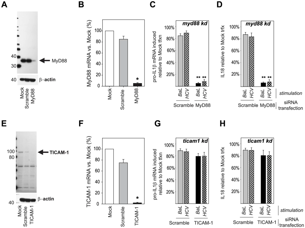 MyD88 is required for inflammasome sensing of HIV and HCV.