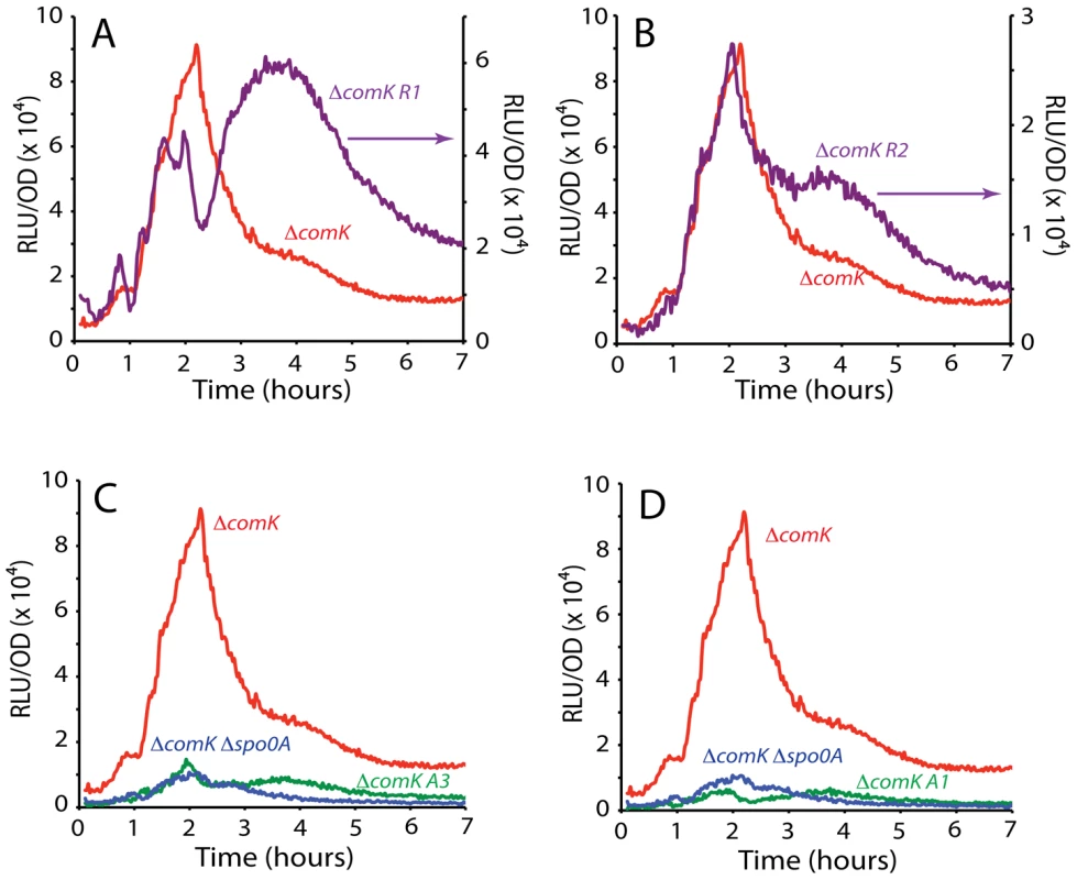 Effect of mutations in the putative Spo0A binding sites on <i>comK</i> expression.