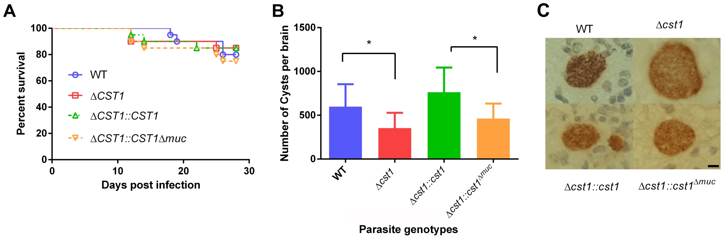 Brain cyst burden and survival rate of infected mice at 4 weeks post infection.