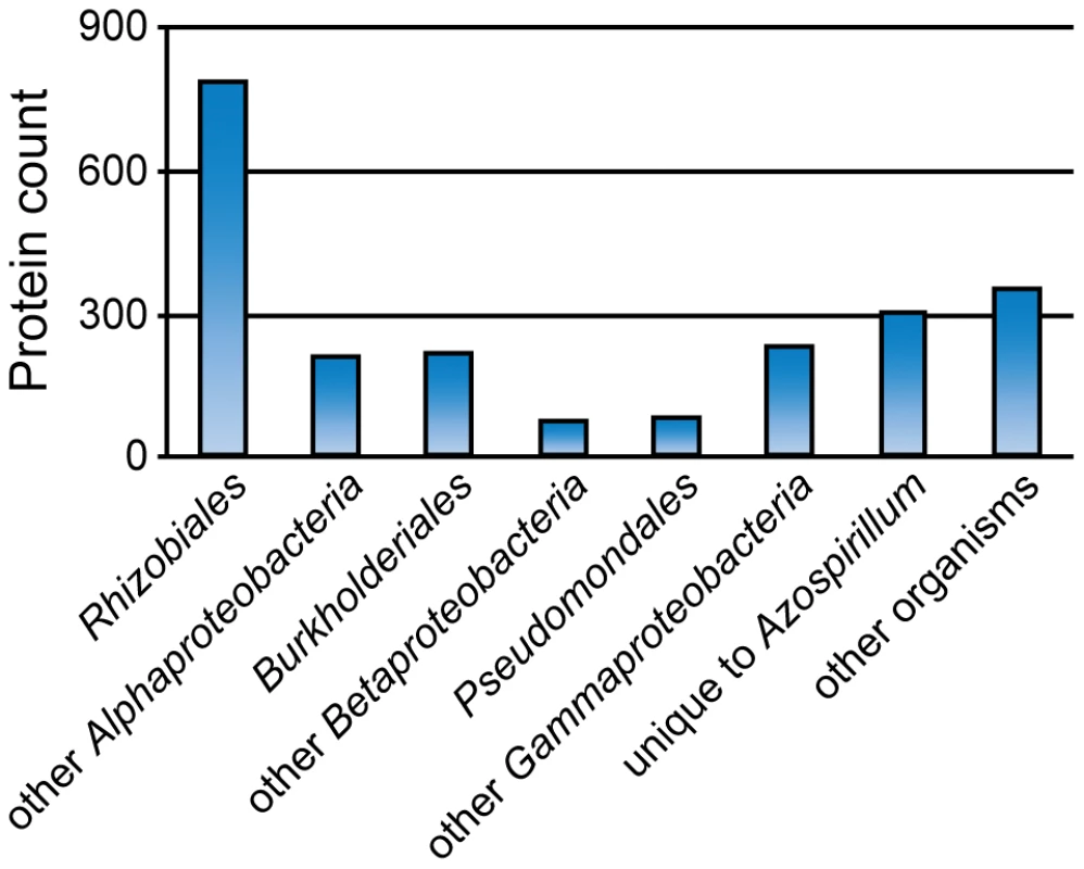 Taxonomic distribution of the best BLAST hits for predicted HGT in <i>Azospirillum</i>.