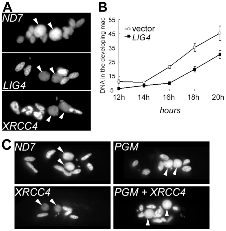 DNA content in developing MACs of <i>LIG4-</i> or <i>XRCC4</i>-silenced cells.
