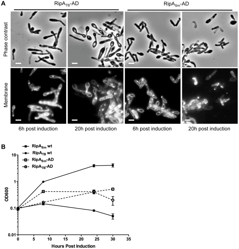 Truncation causes RipA<sub>TB</sub> to become active in <i>M. smegmatis</i>.