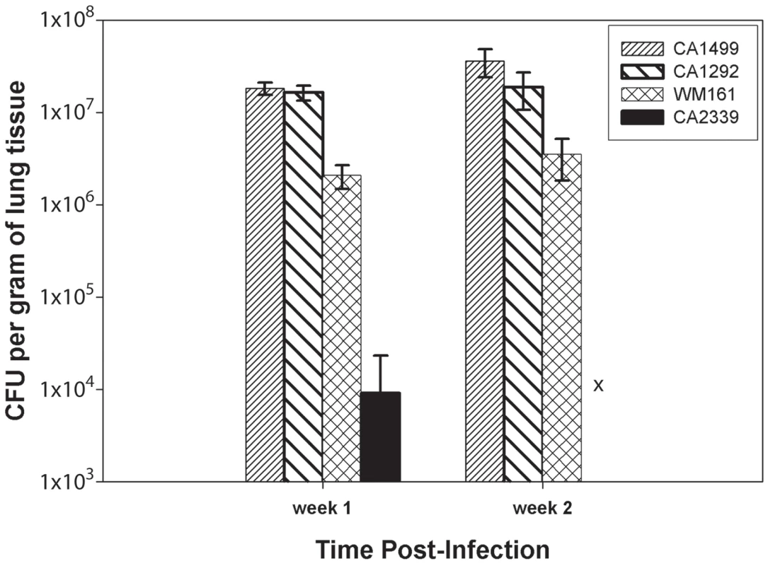 <i>C. gattii</i> organ load determination.