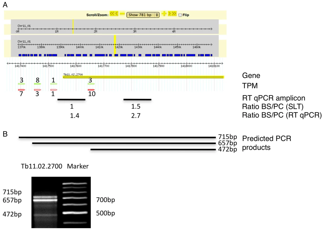 Example of an alternatively spliced transcript (Tb11.02.2700).