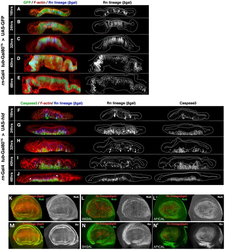 Rn domain reconstruction during ablation.