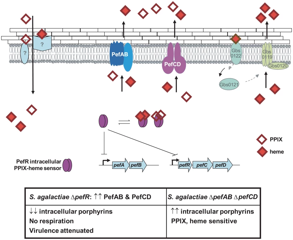 Model for <i>pefAB</i> and <i>pefCD</i> functions regulated by an intracellular sensor in <i>S. agalactiae</i>.