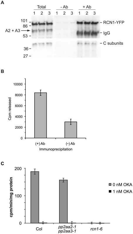 RCN1-containing PP2A complexes dephosphorylate the ACS6 C-terminal phosphopeptide.