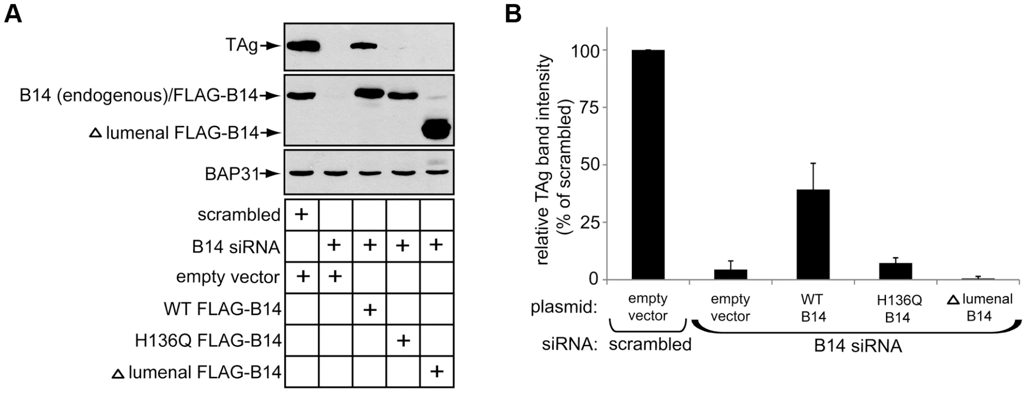 B14 requires its lumenal domain and SGTA-Hsc70 interaction to promote SV40 infection.