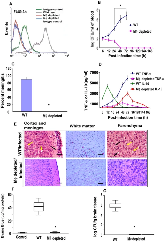 Depletion of MØ in newborn mice prevented the occurrence of meningitis by <i>E. coli</i> K1.