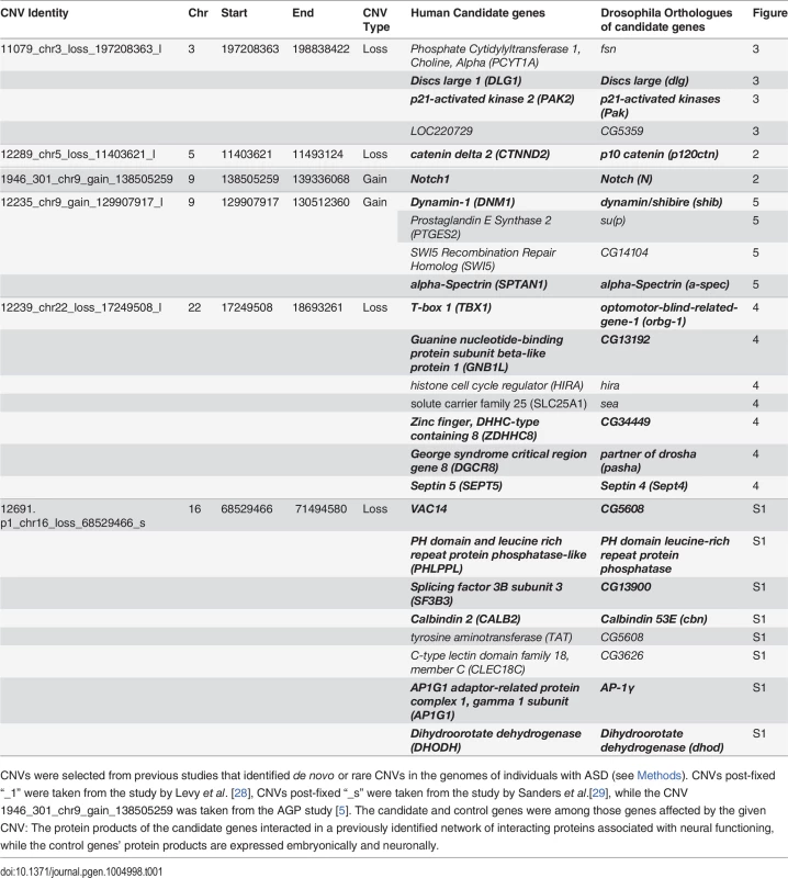 Human CNVs, candidate (bold) and control genes, and their respective <i>Drosophila</i> orthologues.