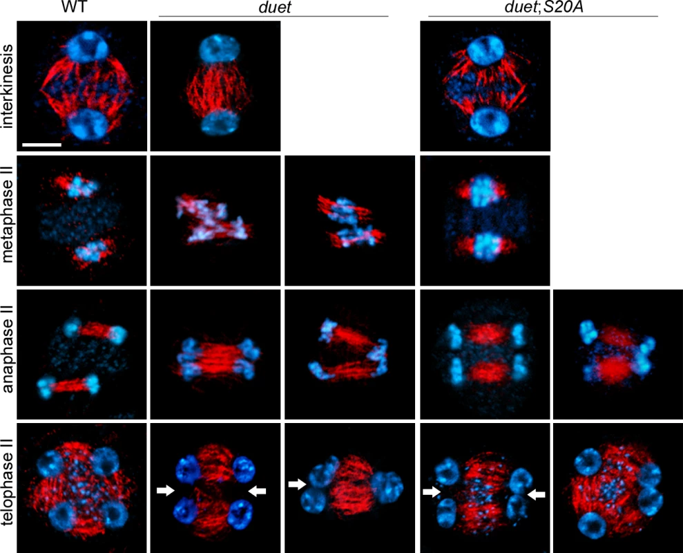 DUET is required for proper spindle organization during meiosis II.