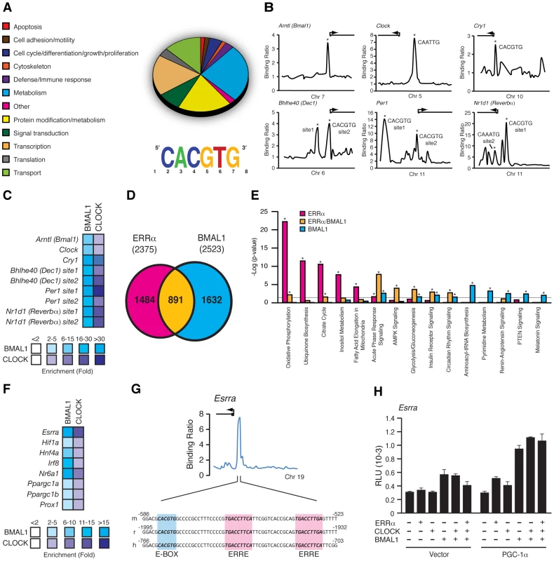 BMAL1/CLOCK regulation of the ERRα promoter.