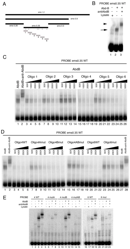 Characterization of the Abd-B binding sites in the <i>ems</i> posterior spiracle enhancer.