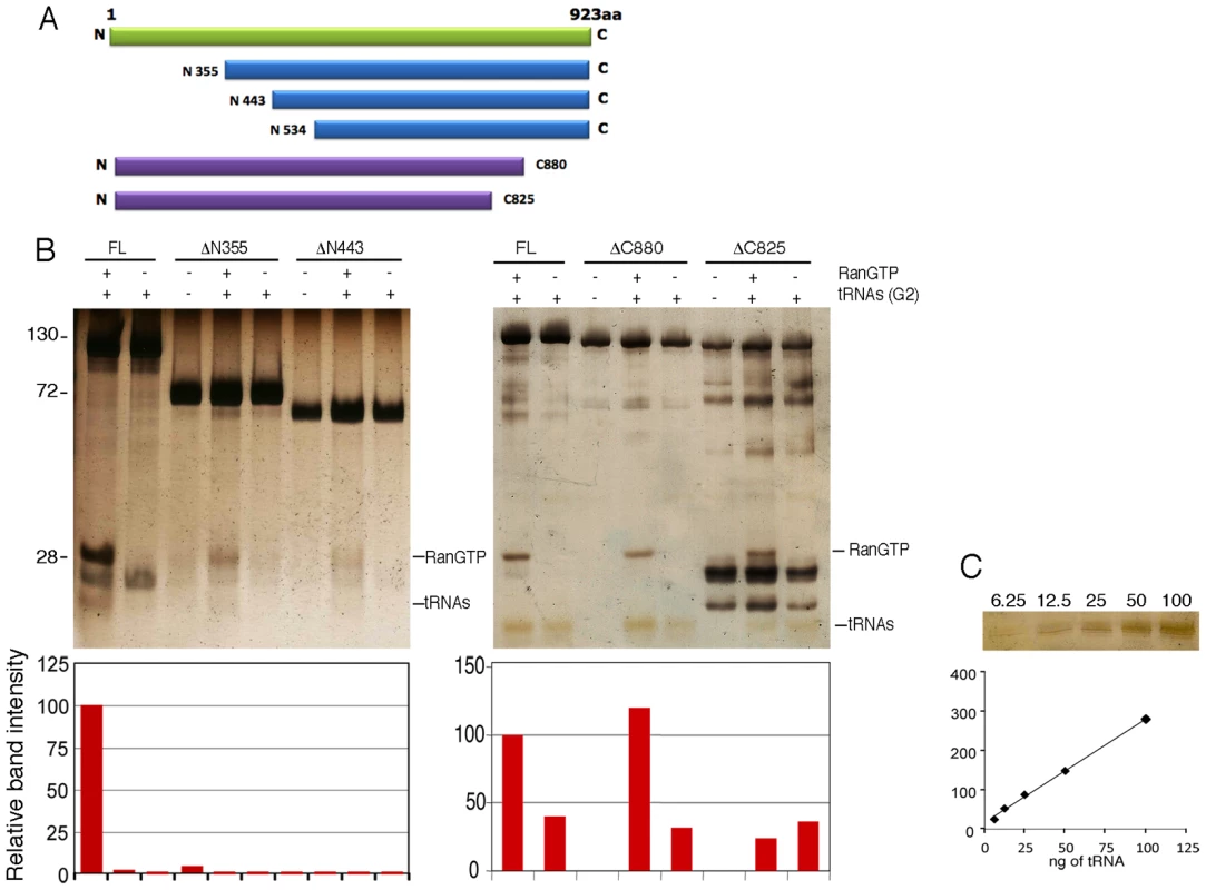 Tnp3 domains required for tRNA binding.