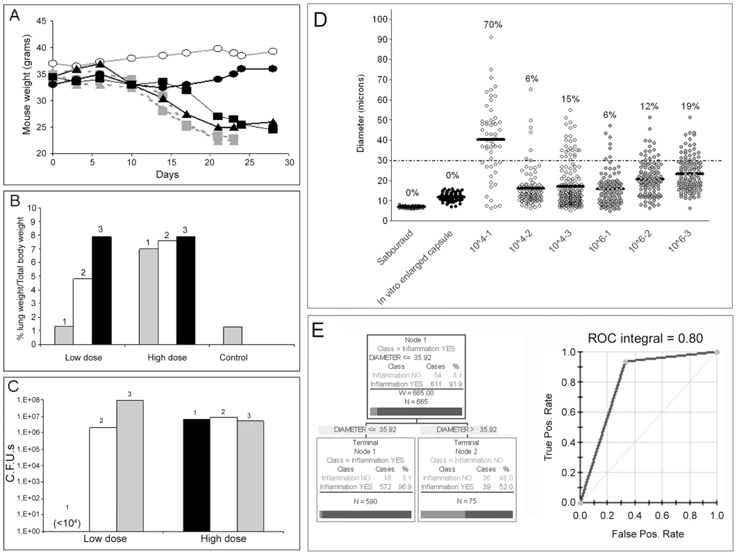 Parameters of disease in mice infected with <i>C. neoformans</i> and giant cell proportion in the lungs.