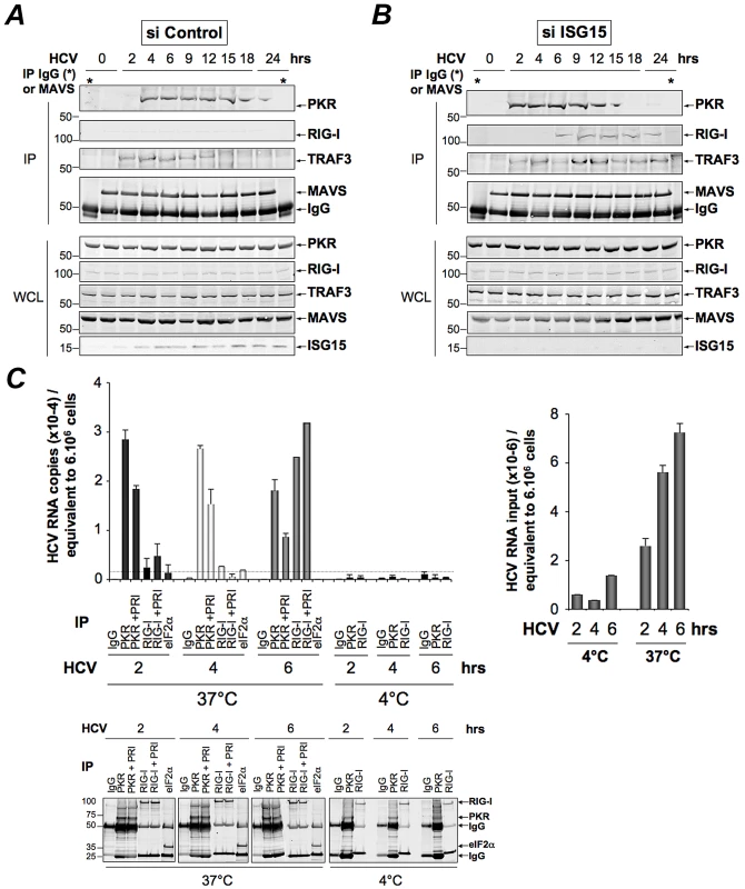 PKR both interacts with MAVS and TRAF3 and binds HCV RNA ahead of RIG-I.