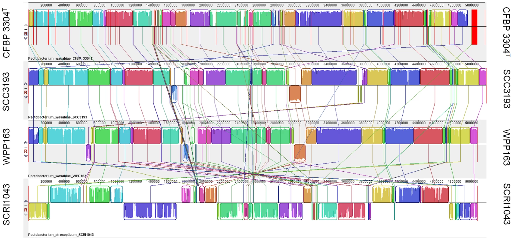 Synteny of <i>Pectobacterium wasabiae</i> and <i>Pectobacterium atrosepticum</i> genomes.