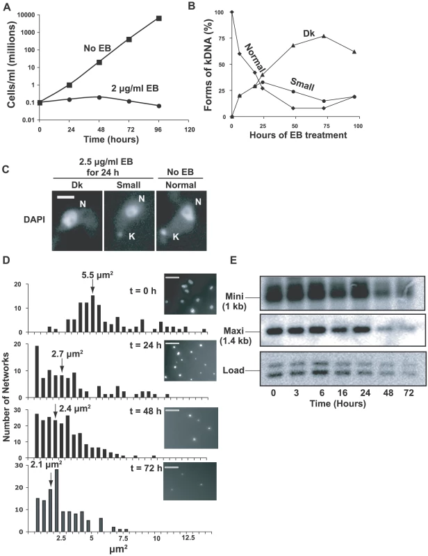 Effects of EB on growth and kDNA.