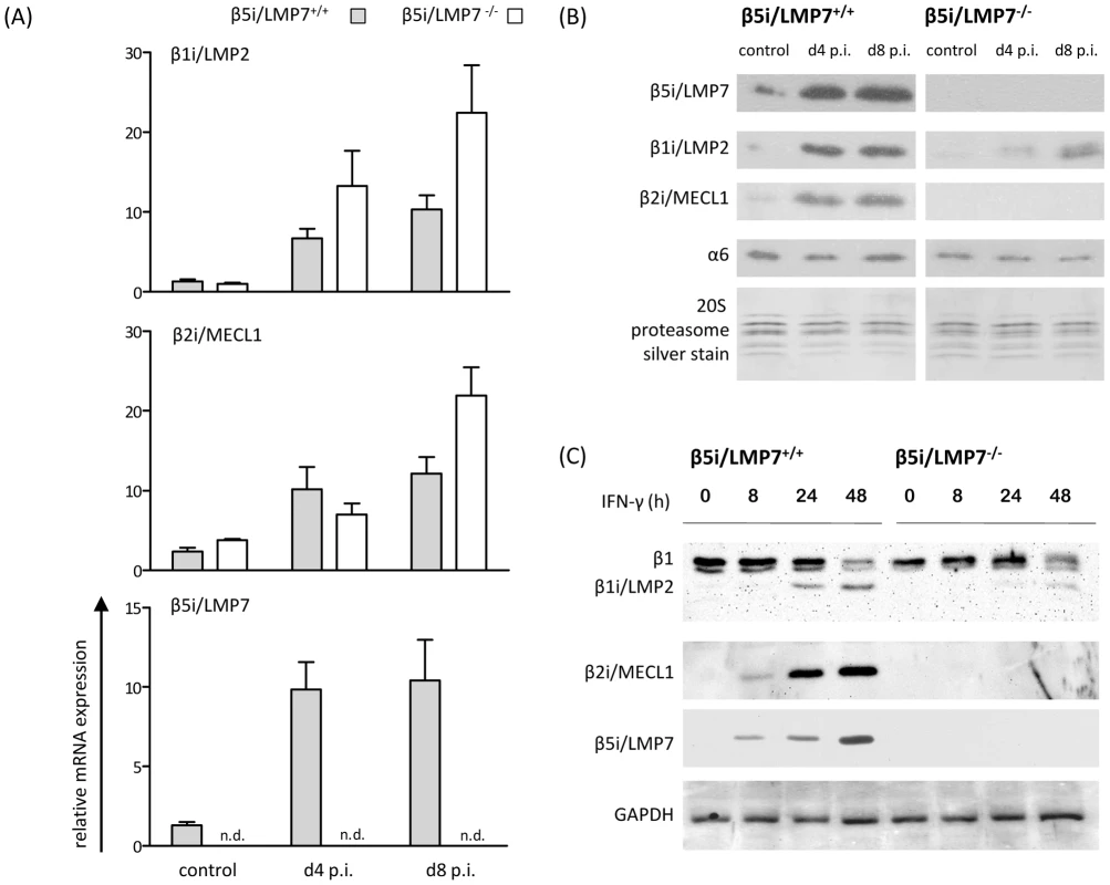 Characterization of 20S proteasomes in IP-deficient mice in CVB3-myocarditis.